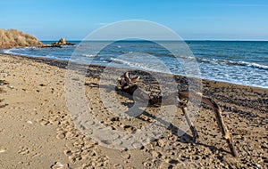 Big snag on the seashore