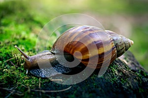 Big Snail