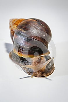 Big snail achatina