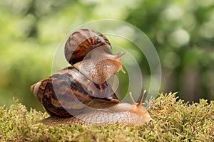 Big snail carries little snail on moss on the background of leaves