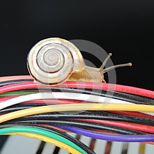 Big snail on the colored wires on a black background