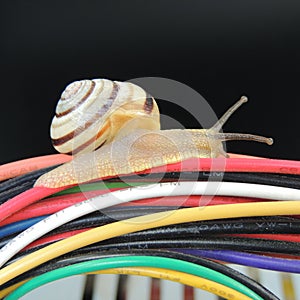 Big snail on the colored wires on a black background