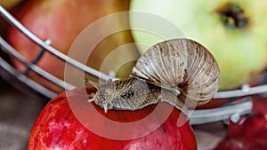 Big snail crawling on the autumn foliage to the apple in the garden