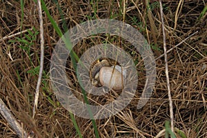 Big snail crawling on the grass on the mountainside in summer