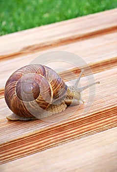 Big snail crawling on wooden table.