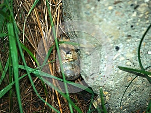 Big snail crawls in wet grass