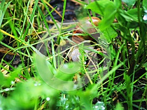 Big snail crawls in wet grass