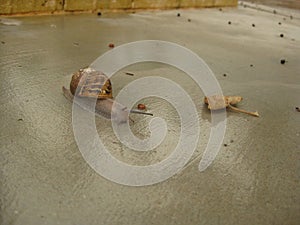 Big snail creeps on its own