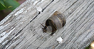 Big snail crowling over old wood