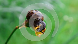 A big snail eating a yellow daffodil. Macro.