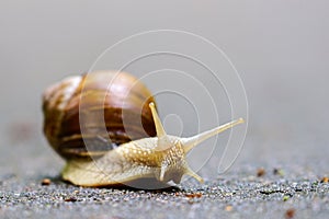 Big snail, Helix pomatia also Roman snail, Burgundy snail, edible snail or escargot