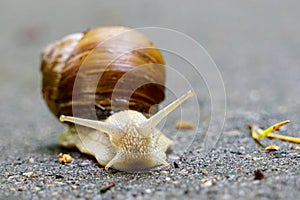 Big snail, Helix pomatia also Roman snail, Burgundy snail, edible snail or escargot