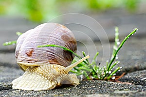 Big snail, Helix pomatia also Roman snail, Burgundy snail, edible snail or escargot