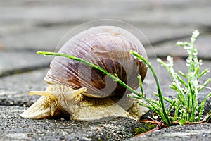 Big snail, Helix pomatia also Roman snail, Burgundy snail, edible snail or escargot