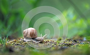 Big snail (Helix pomatia) crawling on the moss in the rainy forest.