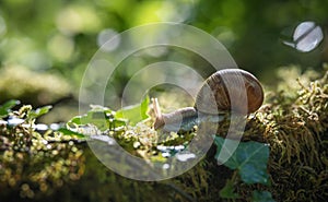 Big snail Helix pomatia on the moss in the forest