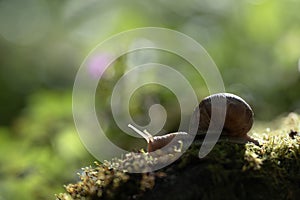 Big snail Helix pomatia on the moss in the forest