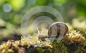 Big snail Helix pomatia on the moss in the forest