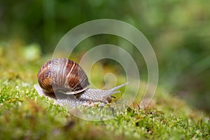 Big snail Helix pomatia on the moss in the forest