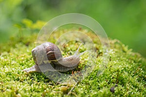 Big snail Helix pomatia on the moss in the forest