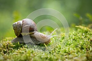 Big snail Helix pomatia on the moss in the forest