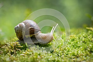 Big snail Helix pomatia on the moss in the forest