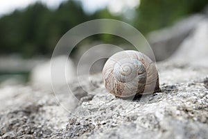 Big snail hides between stones