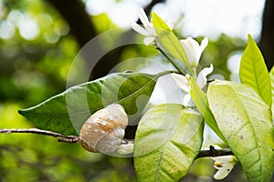 Big snail on the leaf