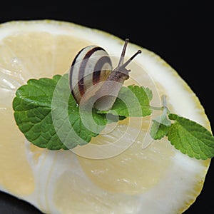 Big snail on lemon with green leaf