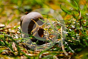 Big snail, lymnaeidae after rain on a grass. Close up