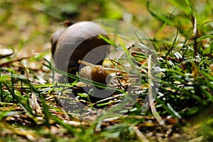 Big snail, lymnaeidae after rain on a grass. Close up