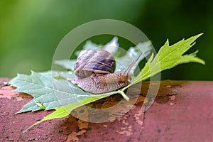 Big snail on a maple leaf close-up 2