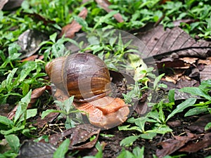 Big snail Megalobulimus sp., In the mountain foggy forest of Maquipucuna, Ecuador