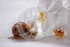 Big snail and orchids on white background