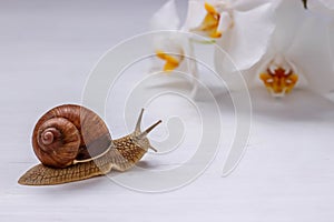 Big snail and orchids on white background