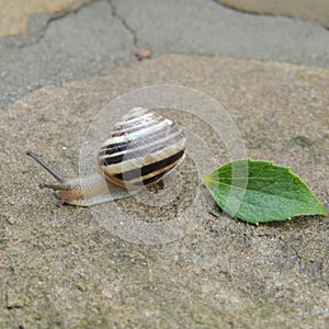 Big snail on a rock with green leaf