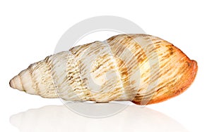 Big snail shell