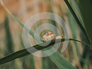 Big Snail In Shell Crawling On Grass Or Reed of Corn, Summer Day In Garden. Closeup Of A Snail On A Green Leaf. Wallpaper. High