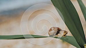 Big Snail In Shell Crawling On Grass Or Reed of Corn, Summer Day In Garden. Closeup Of A Snail On A Green Leaf. Wallpaper. High