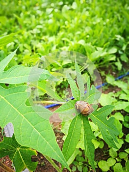 Big snail in shell crawling on green leaf, summer day in garden