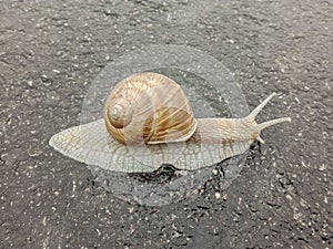 Big snail in shell crawling on road. Big escargot in shell crawls on wet road. Macro Snail view.