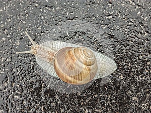 Big snail in shell crawling on road. Big escargot in shell crawls on wet road. Macro Snail view.