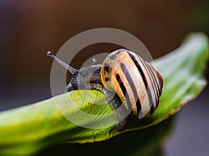 Big snail in shell crawling on road. Helix pomatia also Roman snail, Burgundy snail, edible snail or escargot. Close-up of a snail