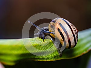 Big snail in shell crawling on road. Helix pomatia also Roman snail, Burgundy snail, edible snail or escargot. Close-up of a snail