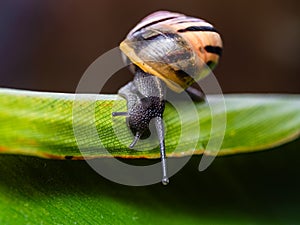 Big snail in shell crawling on road. Helix pomatia also Roman snail, Burgundy snail, edible snail or escargot. Close-up of a snail