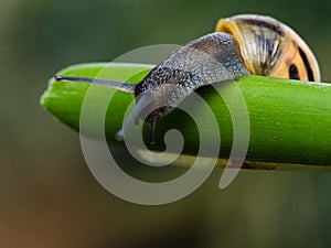 Big snail in shell crawling on road. Helix pomatia also Roman snail, Burgundy snail, edible snail or escargot. Close-up of a snail