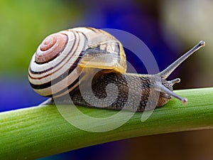 Big snail in shell crawling on road. Helix pomatia also Roman snail, Burgundy snail, edible snail or escargot. Close-up of a snail