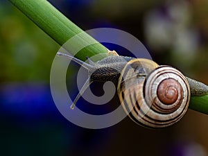 Big snail in shell crawling on road. Helix pomatia also Roman snail, Burgundy snail, edible snail or escargot. Close-up of a snail