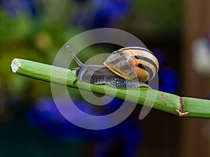 Big snail in shell crawling on road. Helix pomatia also Roman snail, Burgundy snail, edible snail or escargot. Close-up of a snail