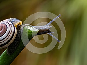 Big snail in shell crawling on road. Helix pomatia also Roman snail, Burgundy snail, edible snail or escargot. Close-up of a snail